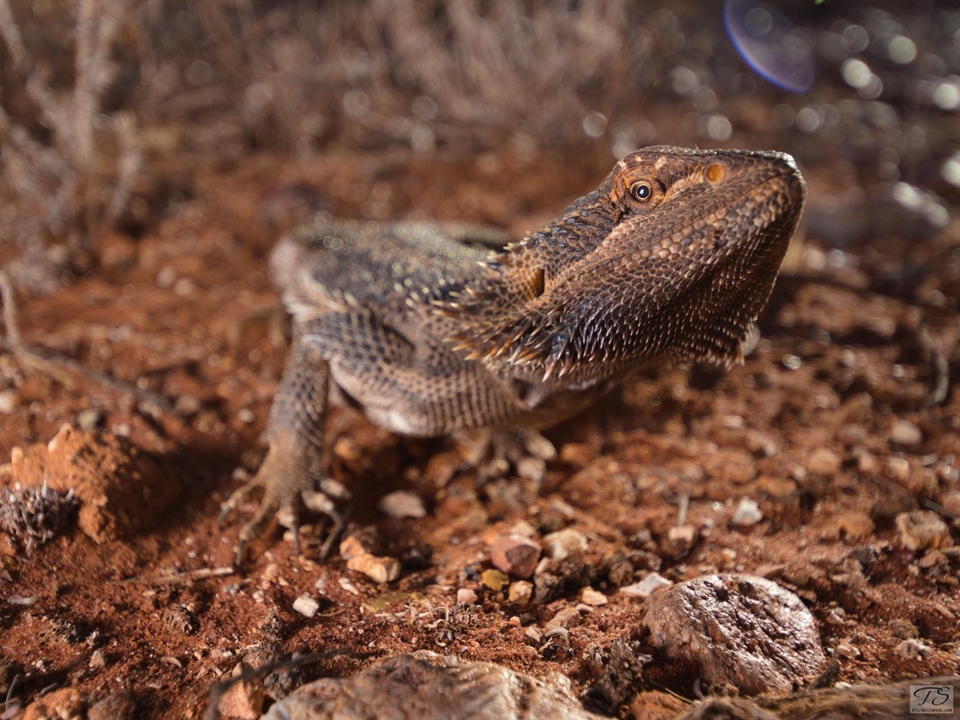 A Bearded dragon on the side of the Stuart Highway