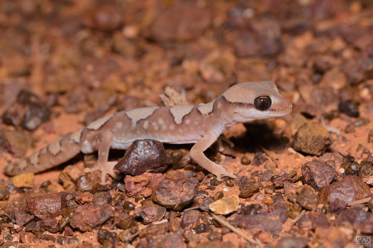 A Helemeted Gecko at the Breakaways