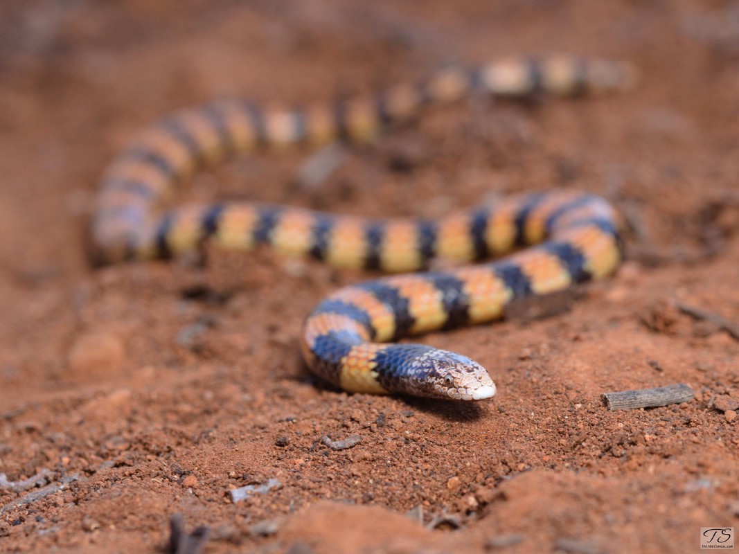 A Desert Banded Snake, north of Coober Pedy, SA