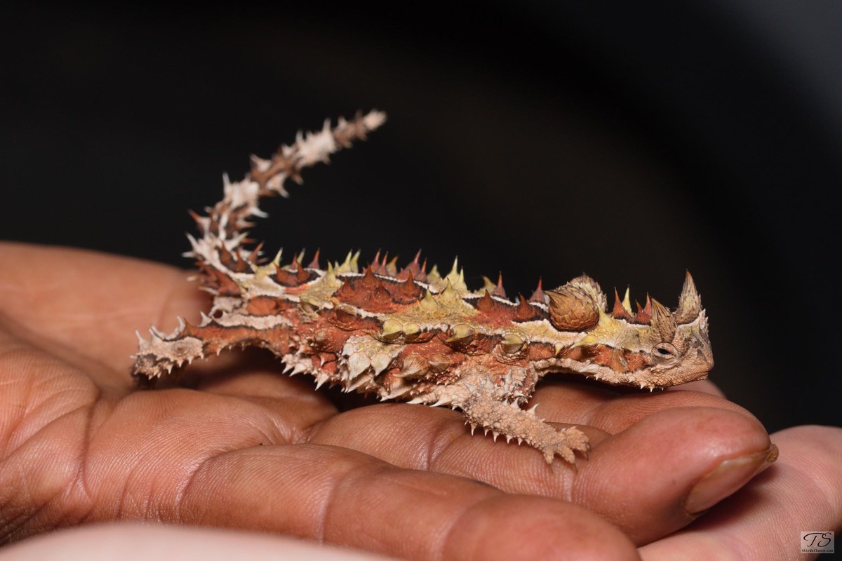 A Thorny devil in the hand of Uluru rangers