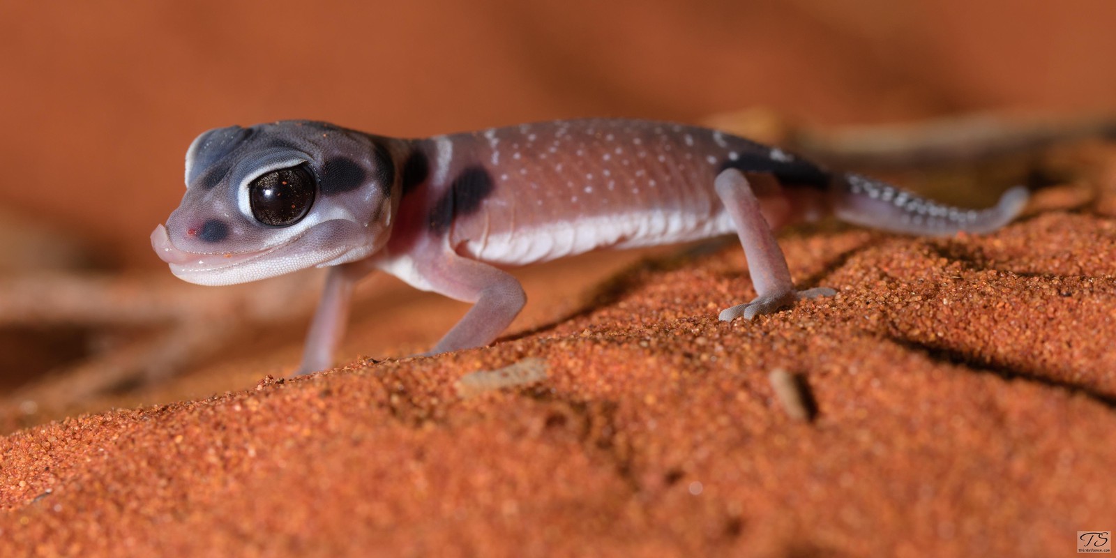 A knob-tailed gecko at Yulara, NT