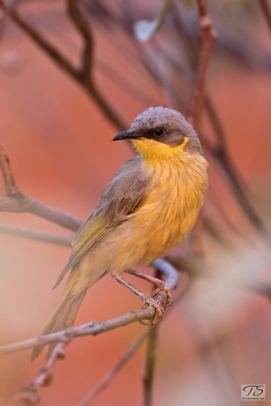 A grey-headed honeyeater at Uluru