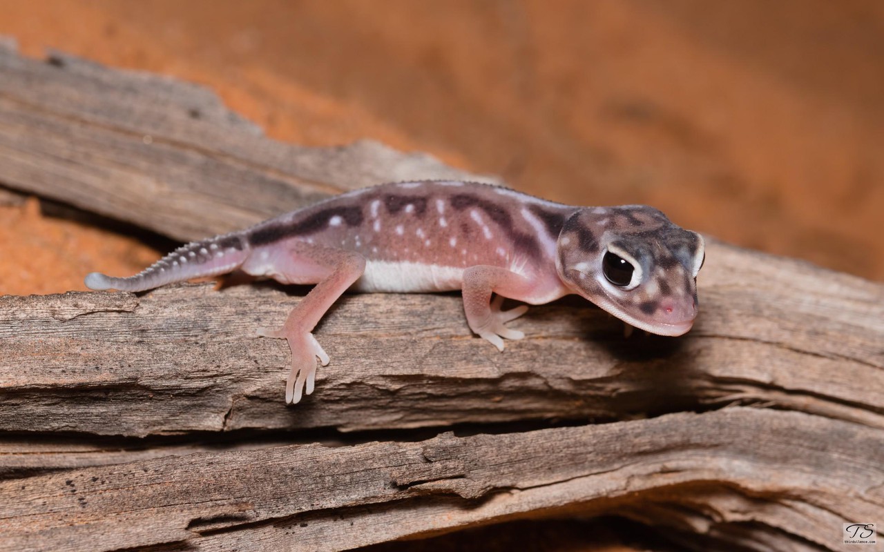 A Knob-tailed Gecko, near Woomera, SA