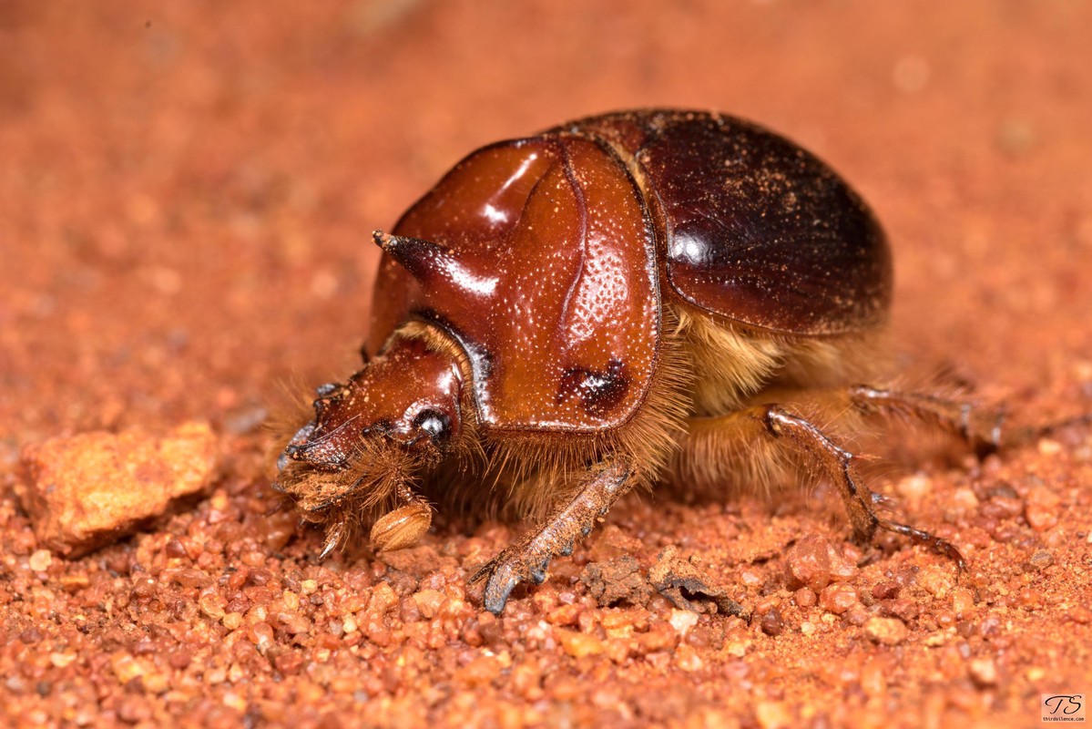 A Dor Beetle, Round Hill NR, NSW