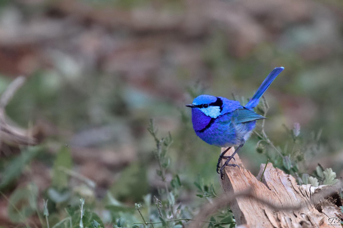 Splendid Fairywren, Round Hill NR, NSW