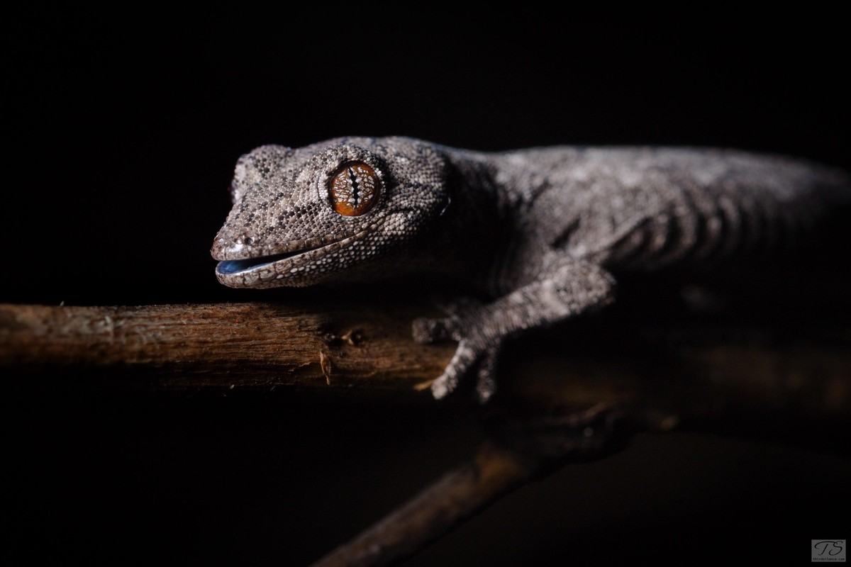 Strophurus intermedius, Round Hill NR, NSW