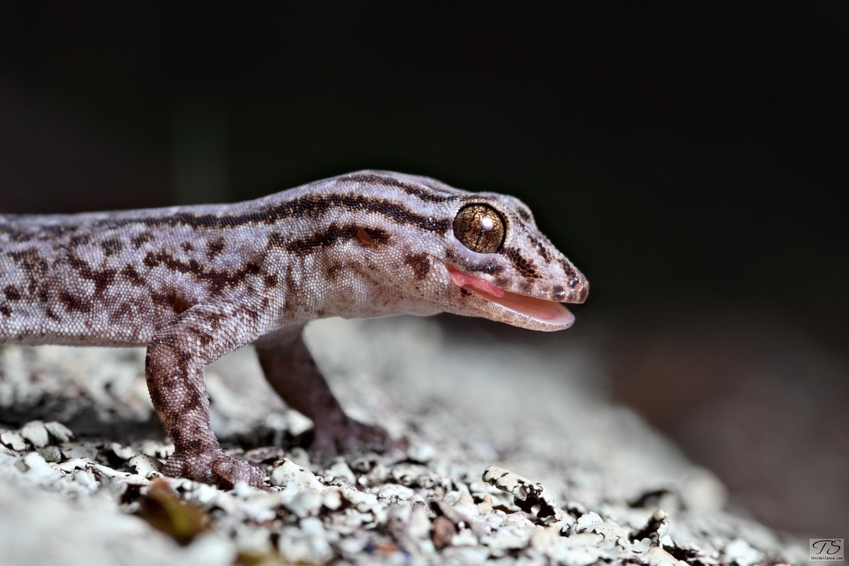 Gehyra versicolor, Yathong NR, NSW