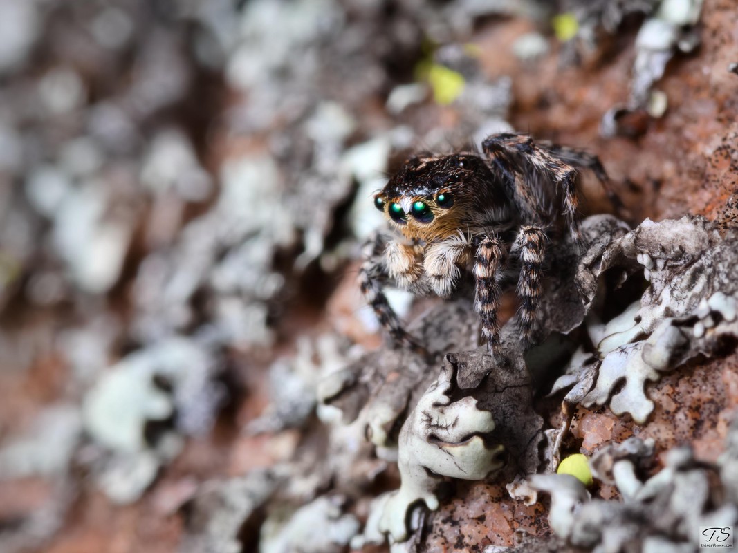 Jumping Spider, Yathong NR, NSW