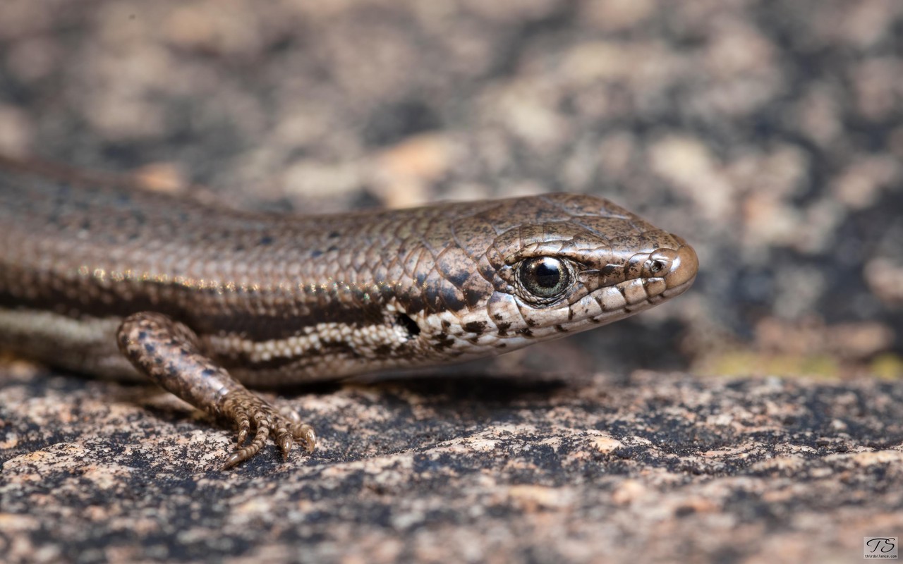 A Skink (Morethia?), Yathong NR, NSW