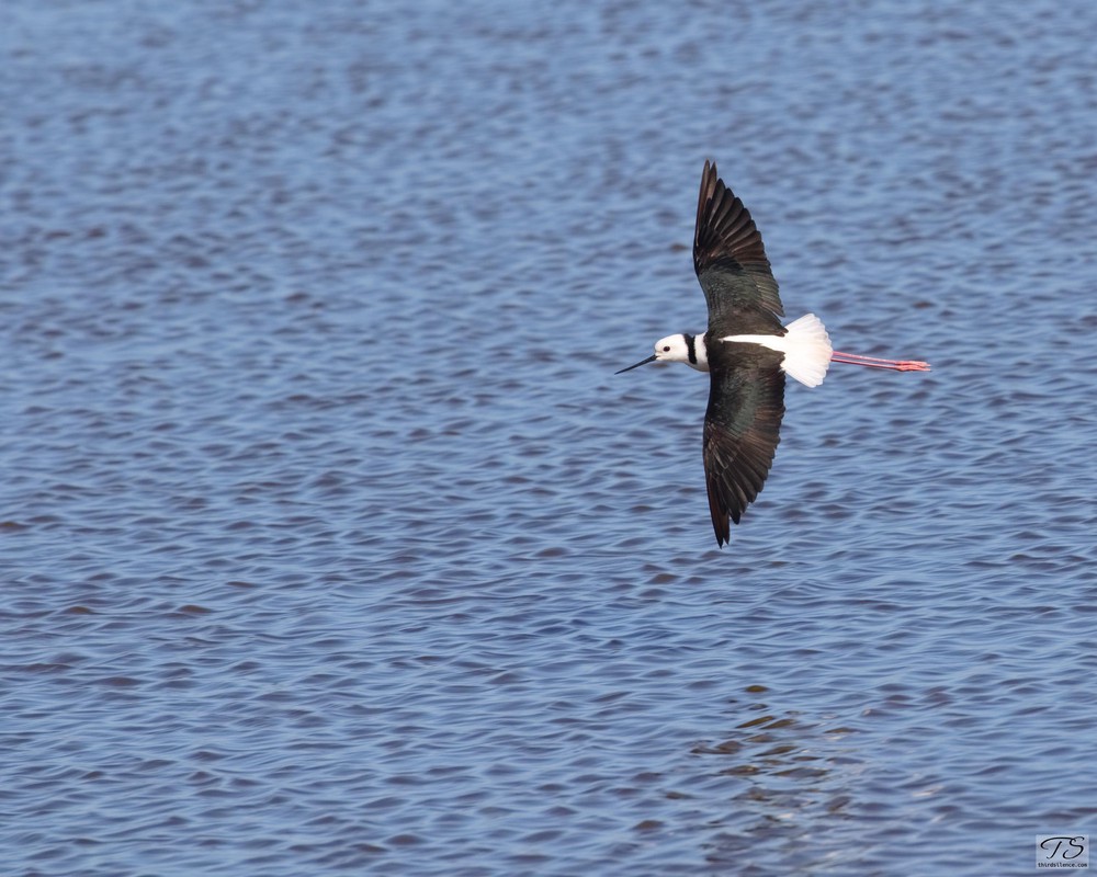 Pied Stilt, Lake Cargelligo, NSW