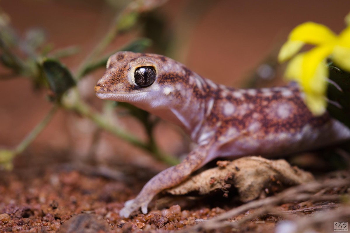 Beaked Gecko, Round Hill NR, NSW
