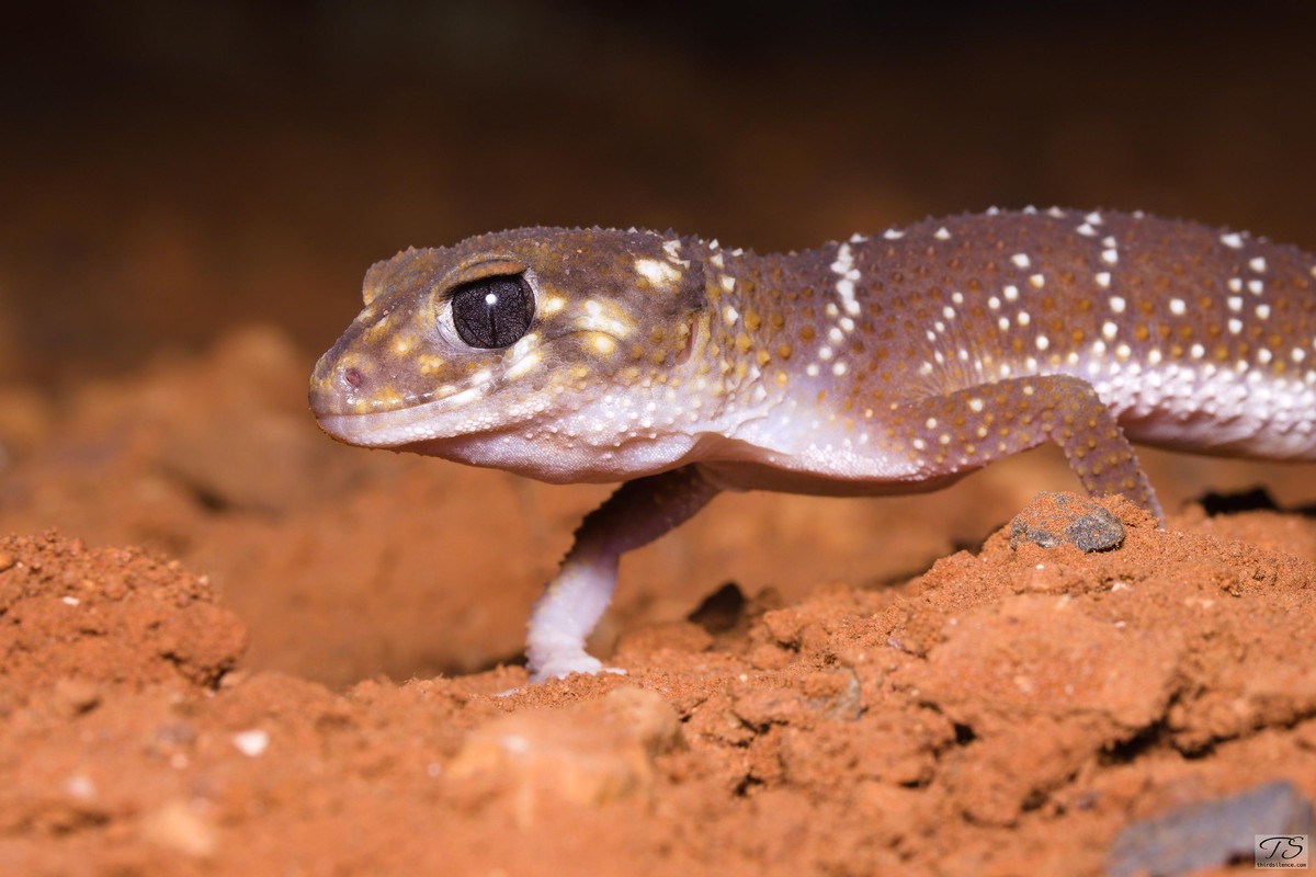 Underwoodisaurus millii, Round Hill NR, NSW