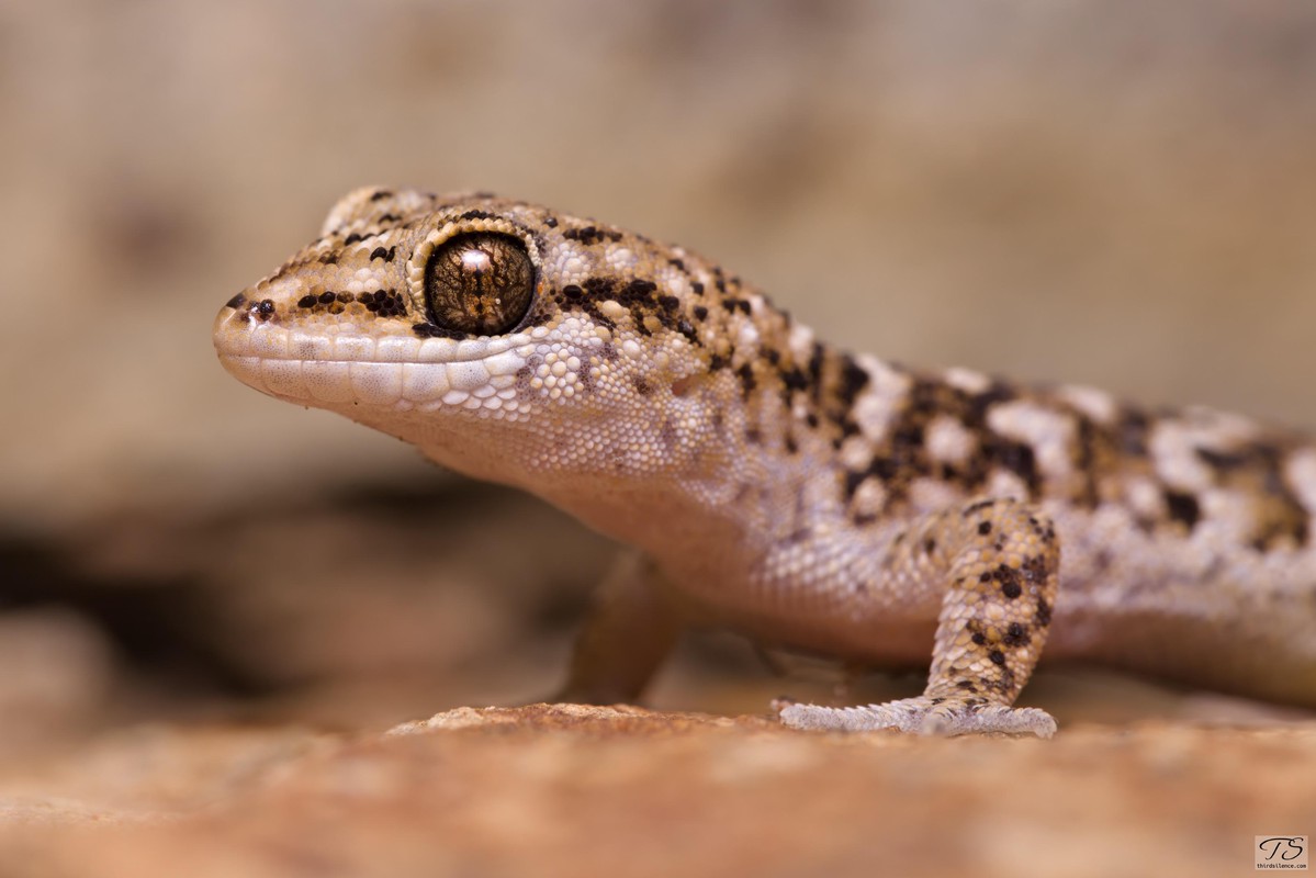 Binoe's Gecko, Round Hill NR, NSW