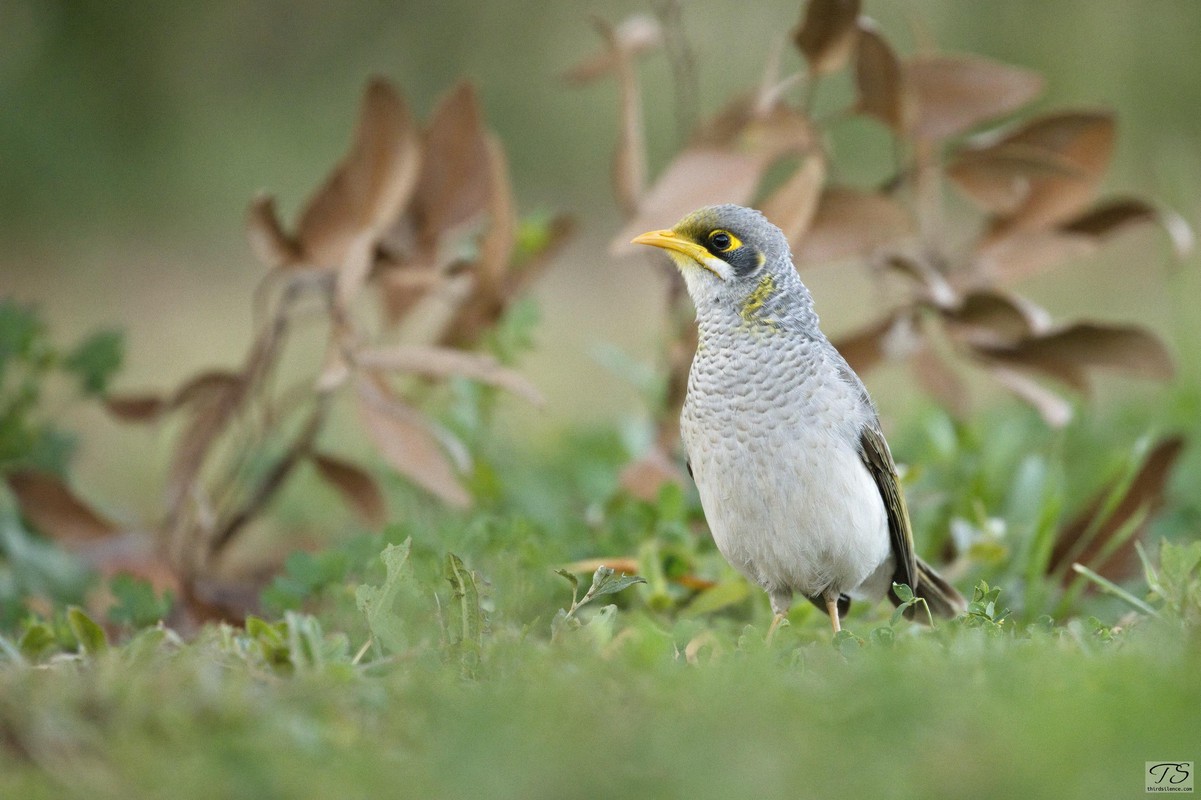 Yellow-throated Miner, Lake Cargelligo, NSW