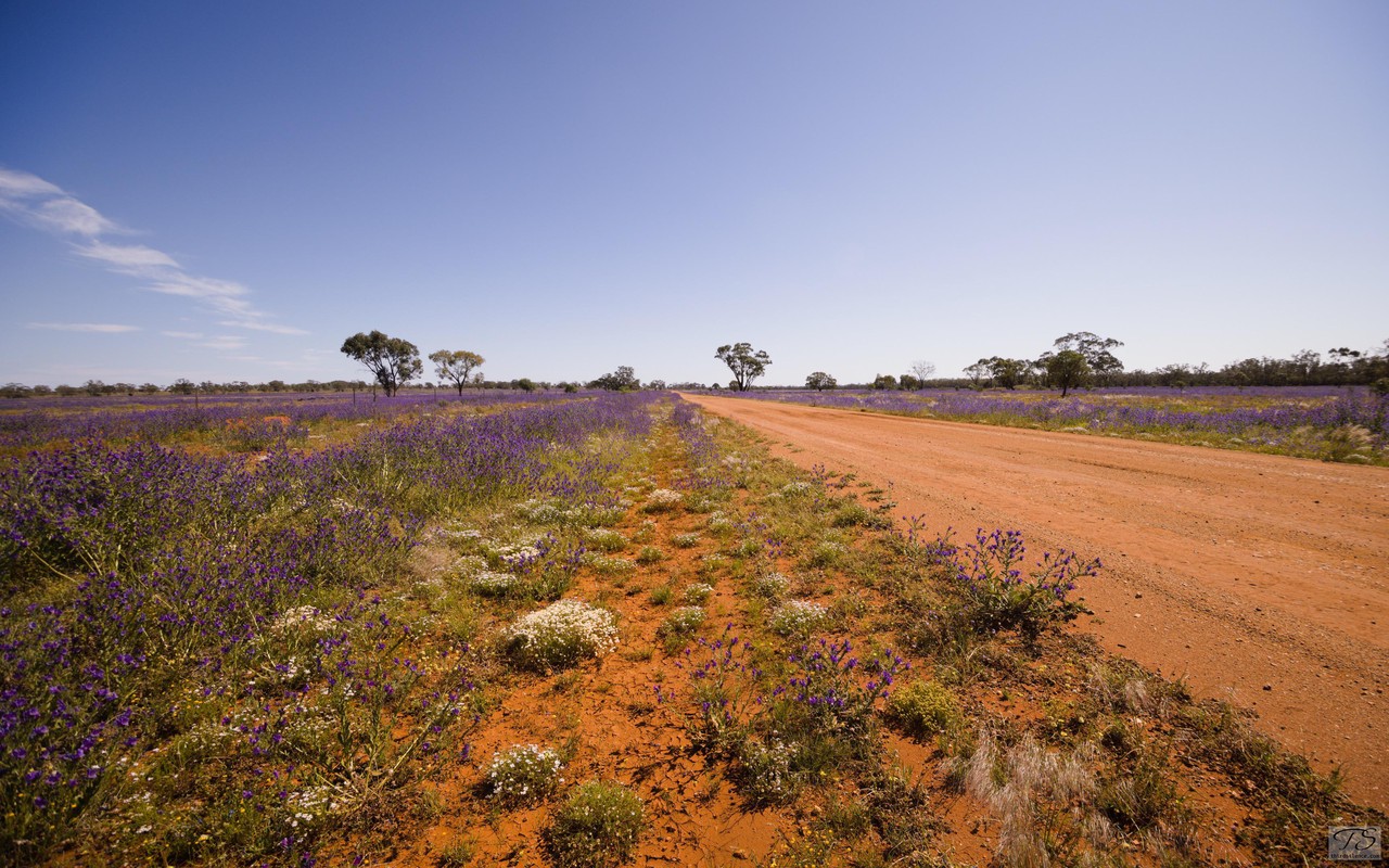 Roadside Wildflowers (and a mountain of Patterson's Curse, Round Hill, NSW