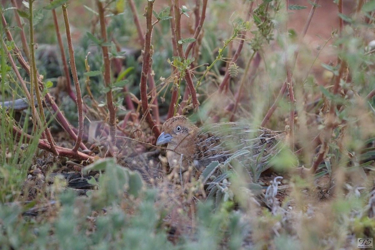 Little Buttonquail, Round Hill NR, NSW