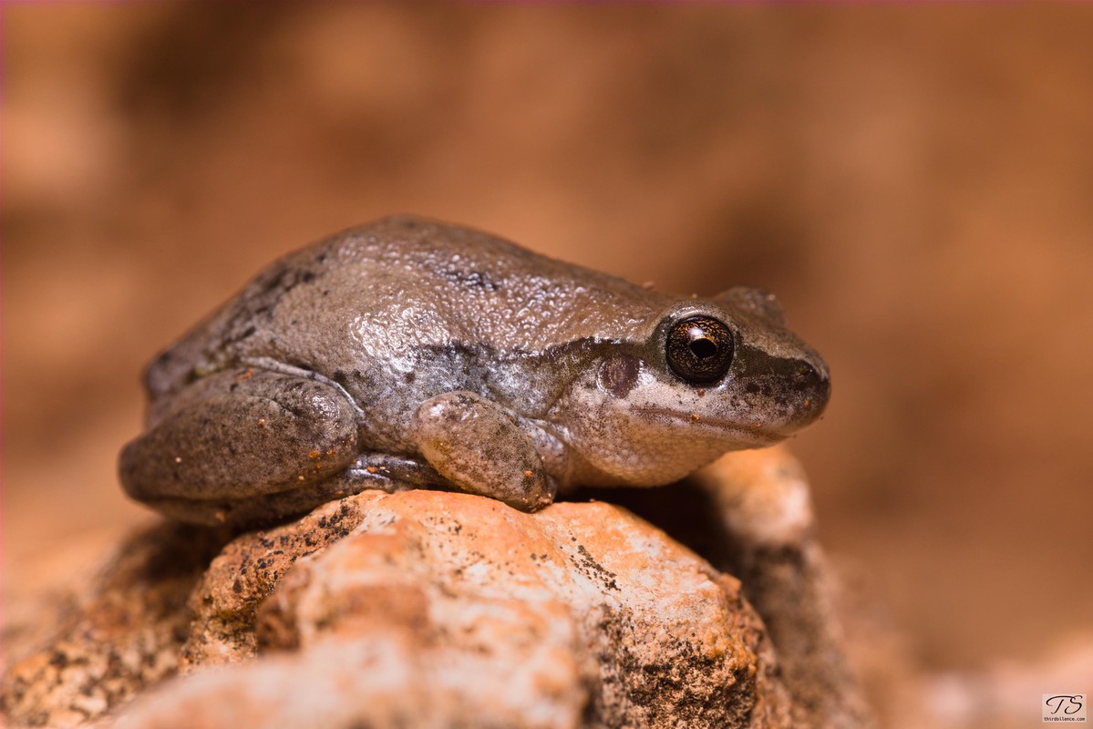 Desert Tree Frog, Round Hill NR, NSW