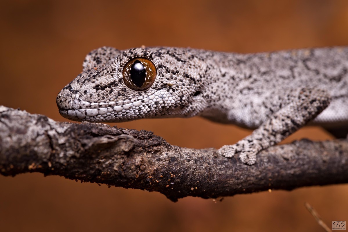 Strophurus, Round Hill NR, NSW