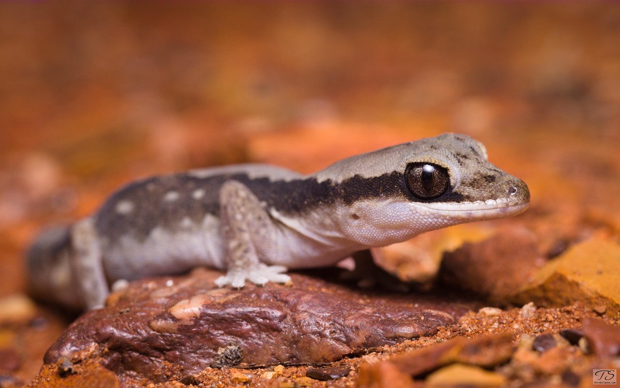 Diplodactylus vittatus, Round Hill NR, NSW