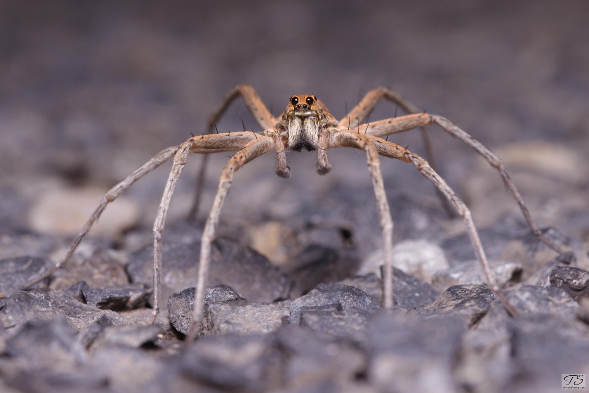 Wolf Spider, Round Hill NR, NSW