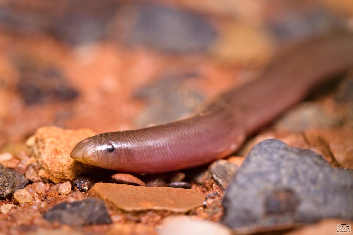 Blind Snake, Round Hill NR, NSW