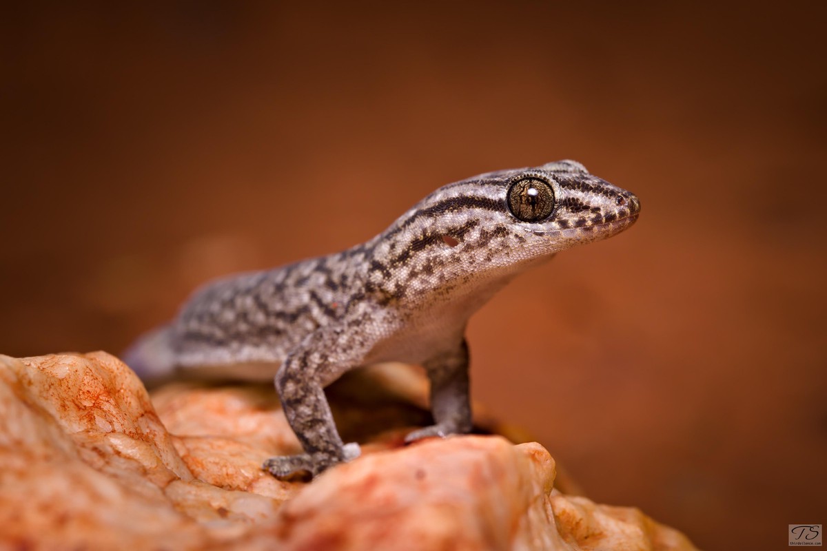 Gehyra versicolor, Round Hill NR, NSW