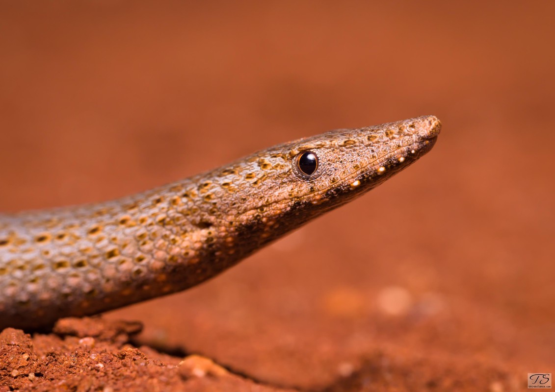 Burton's Legless Lizard, Round Hill NR, NSW