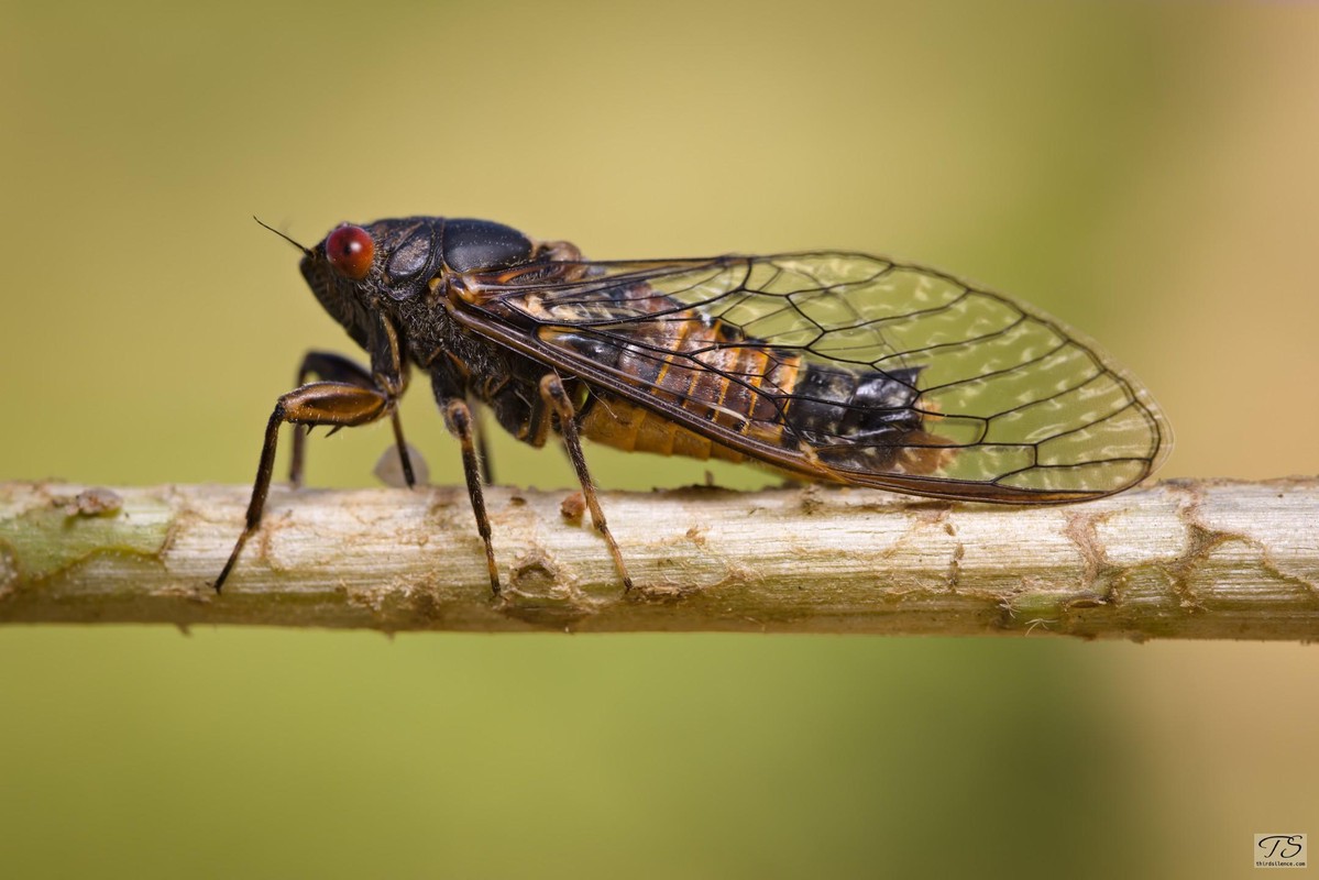 A Cicada, Hillston, NSW