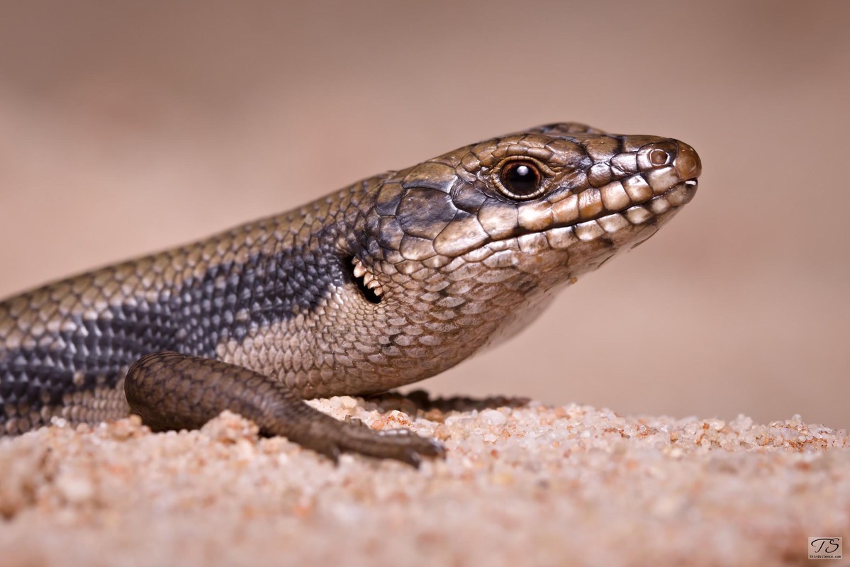 An Egernia striolata (Tree Skink), Mutawintji NP, NSW