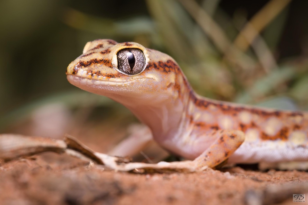 A Lucasium damaeum (Beaded Gecko), Mutawintji NP, NSW