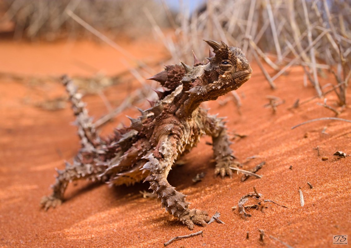 A Thorny Devil (Moloch horridus), Erldunda, NT