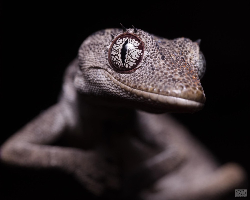 Strophurus cilliaris, Kings Canyon NP, NT