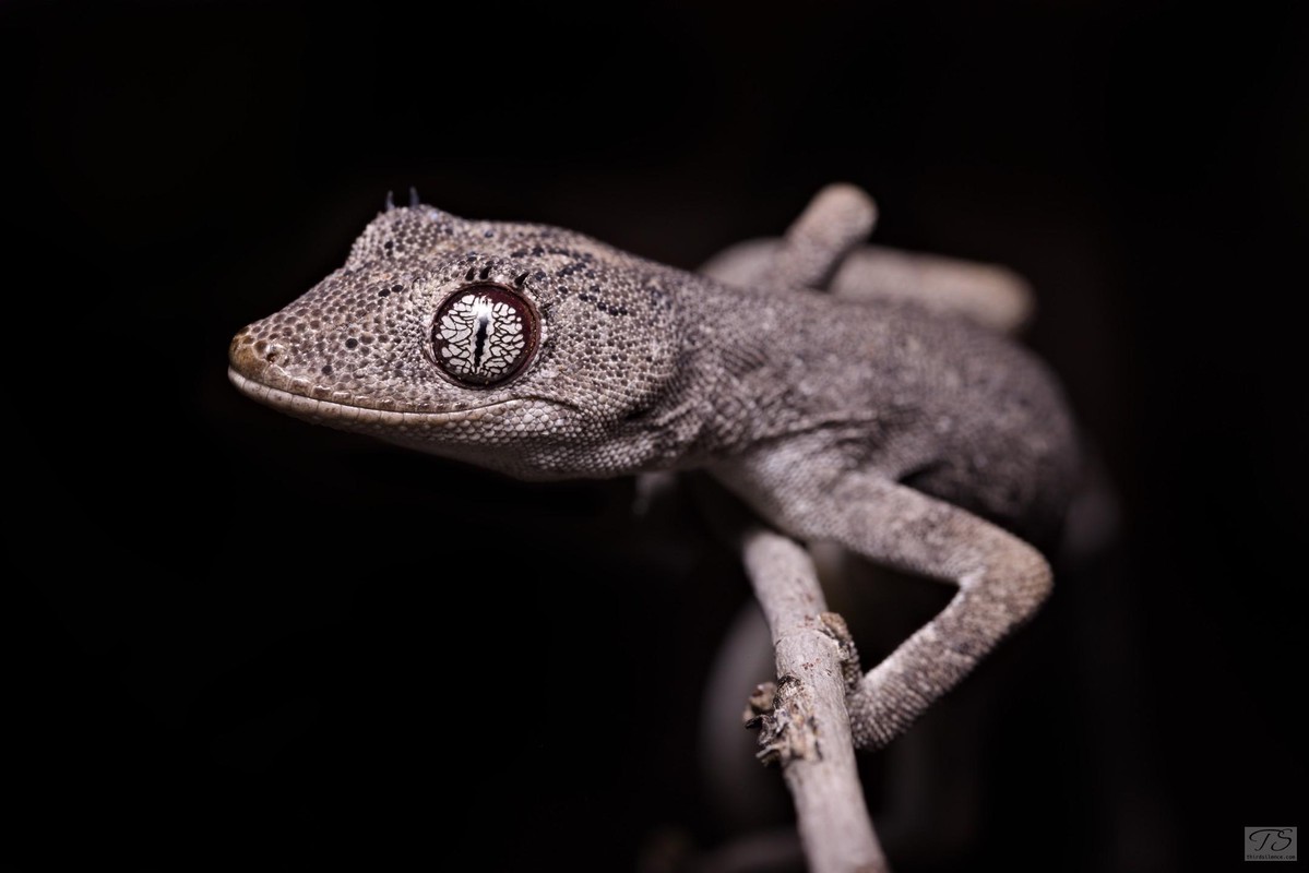 Strophurus cilliaris, Watarrka NP, NT