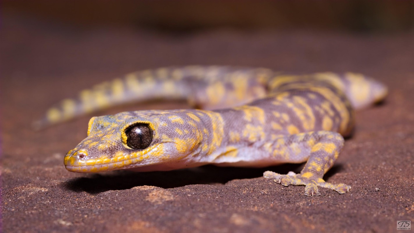 Oedura luritja, Watarka NP, NT