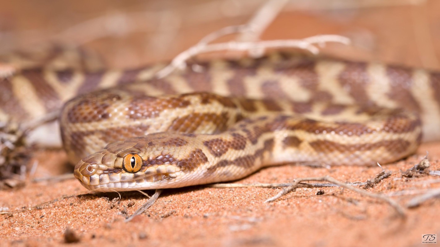 A Stimpson's python, Watarka NP, NT