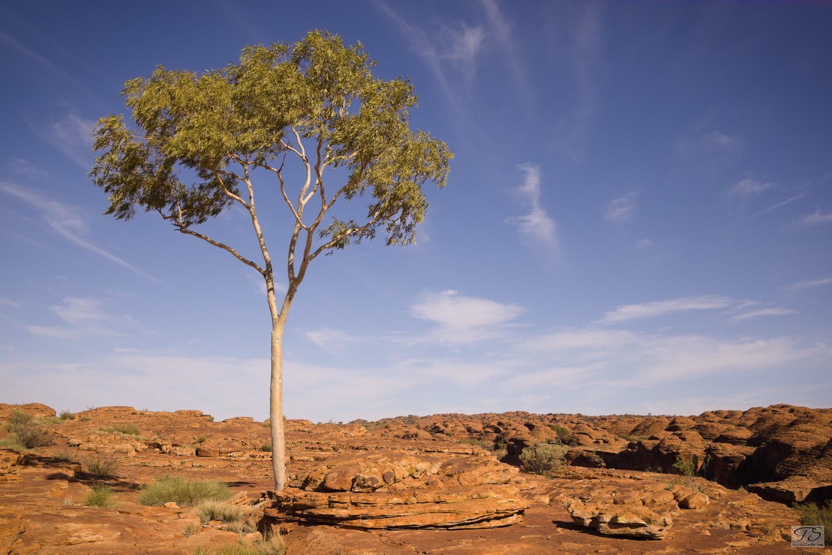 Eucalypt on the Kings Canyon rim walk, NT