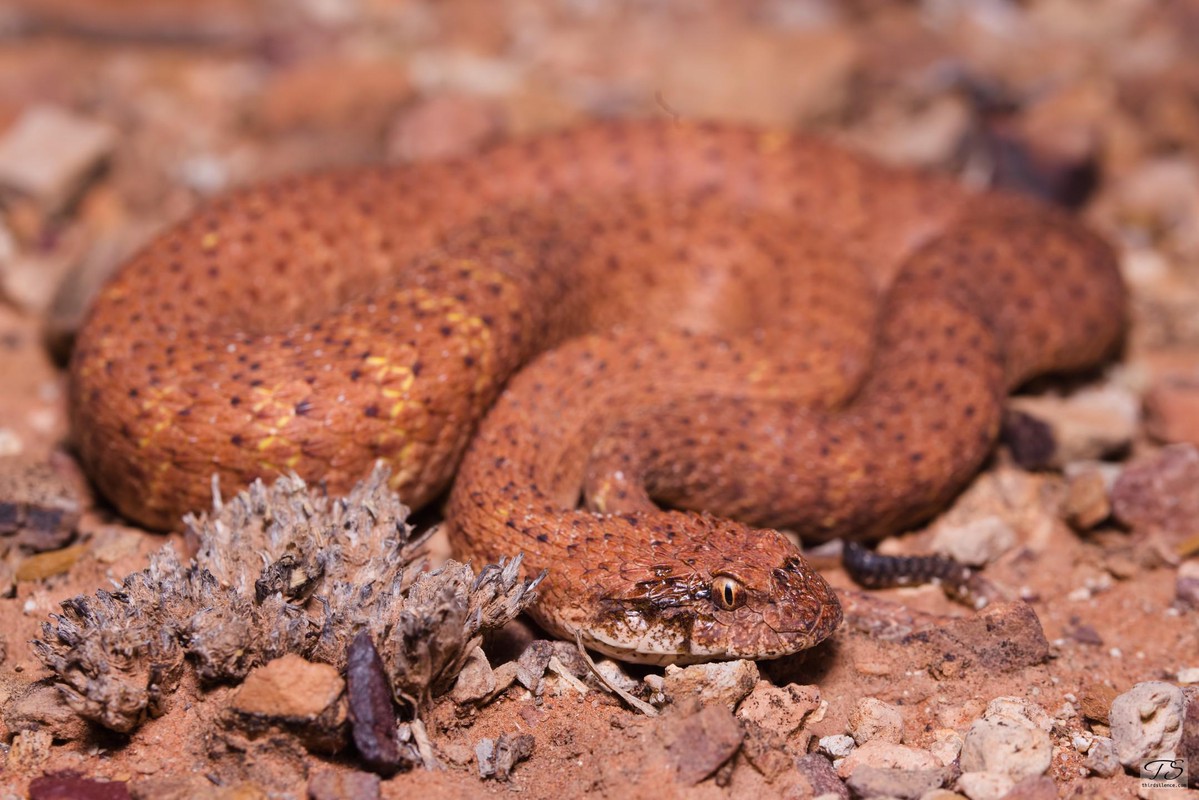 A Desert Death Adder, Ormiston Gorge, NT