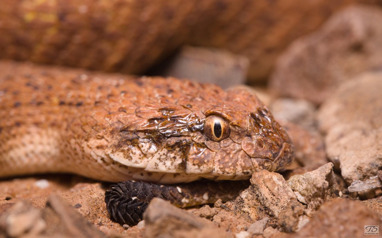 A Desert Death Adder, Ormiston Gorge, NT