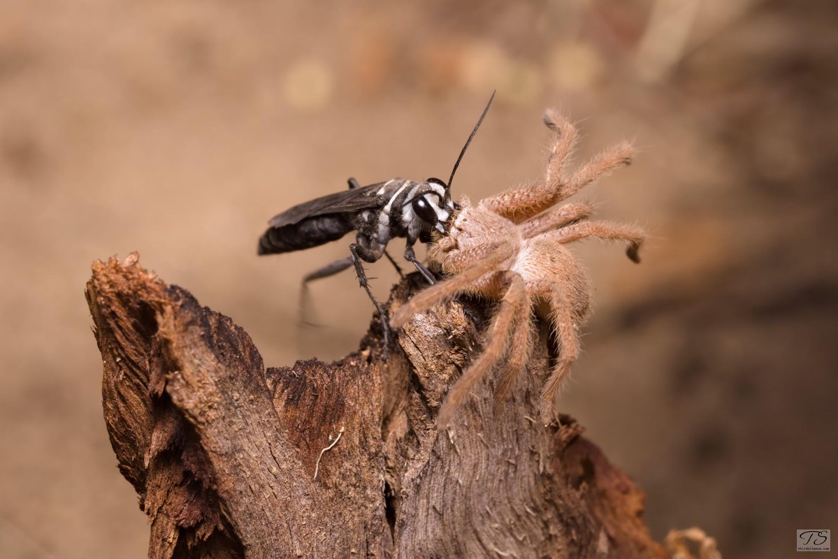 A parasitoid wasp with spider prey, Ellery Ck Big Hole, West Macdonell Range, NT
