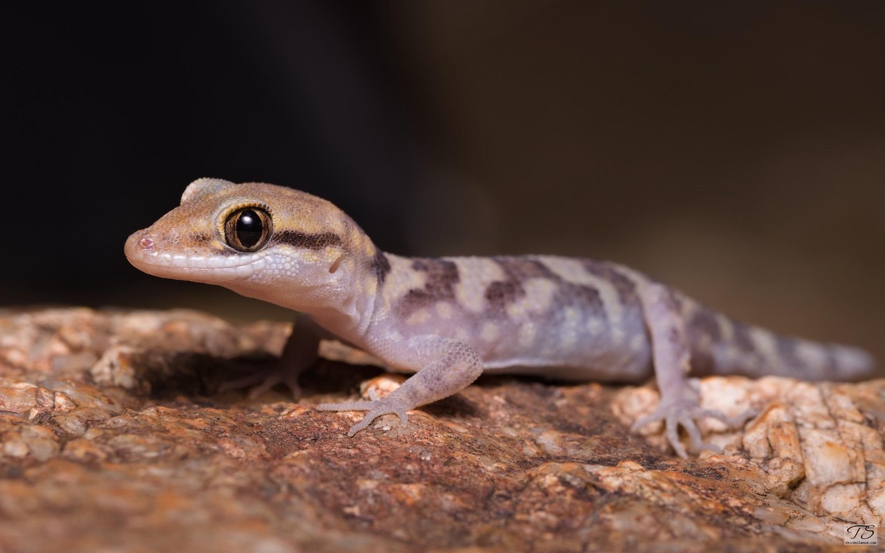 A Heteronotia, Ormiston Gorge