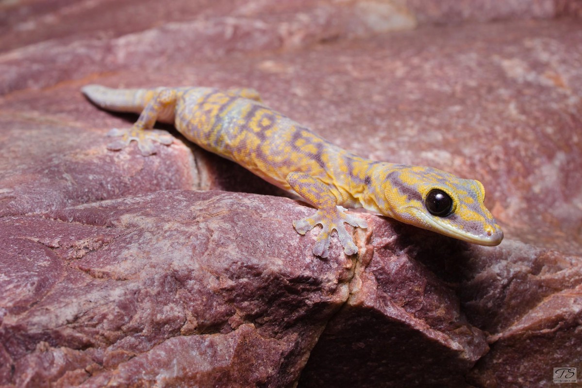 Oedura cincta, Ormiston Gorge, NT, AU