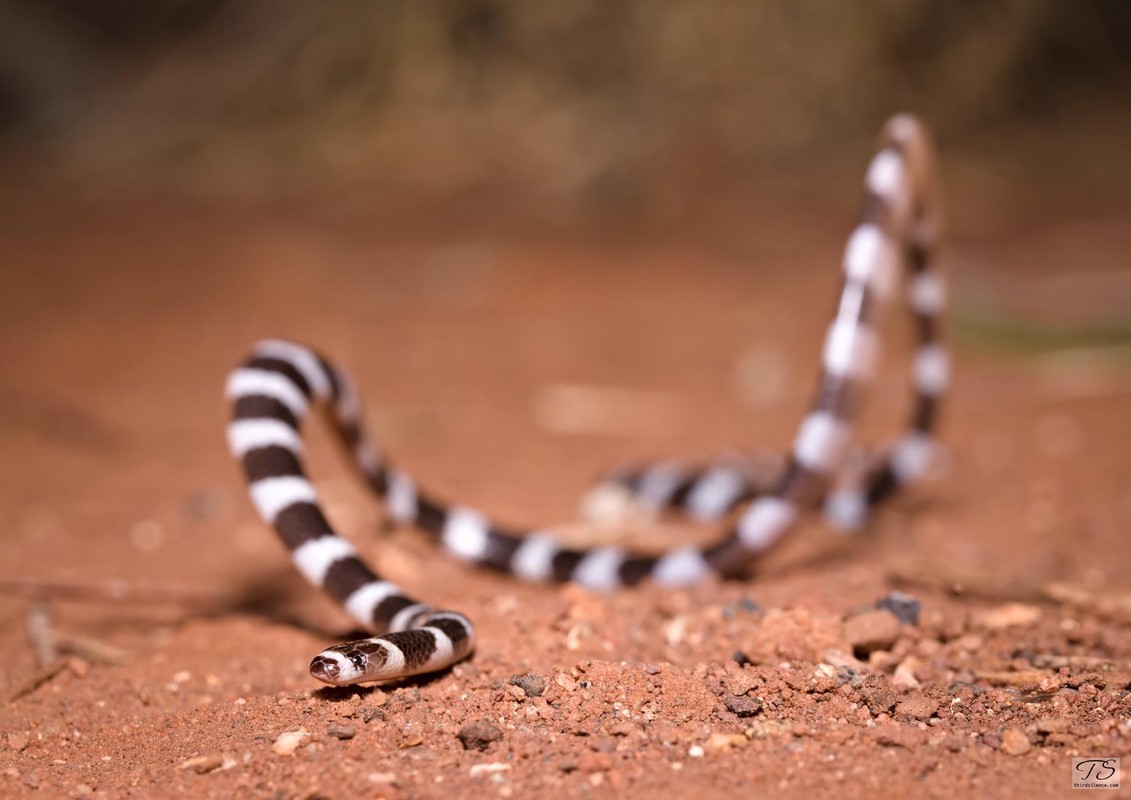 A Centralian Bandy-Bandy, Ormiston Gorge, NT