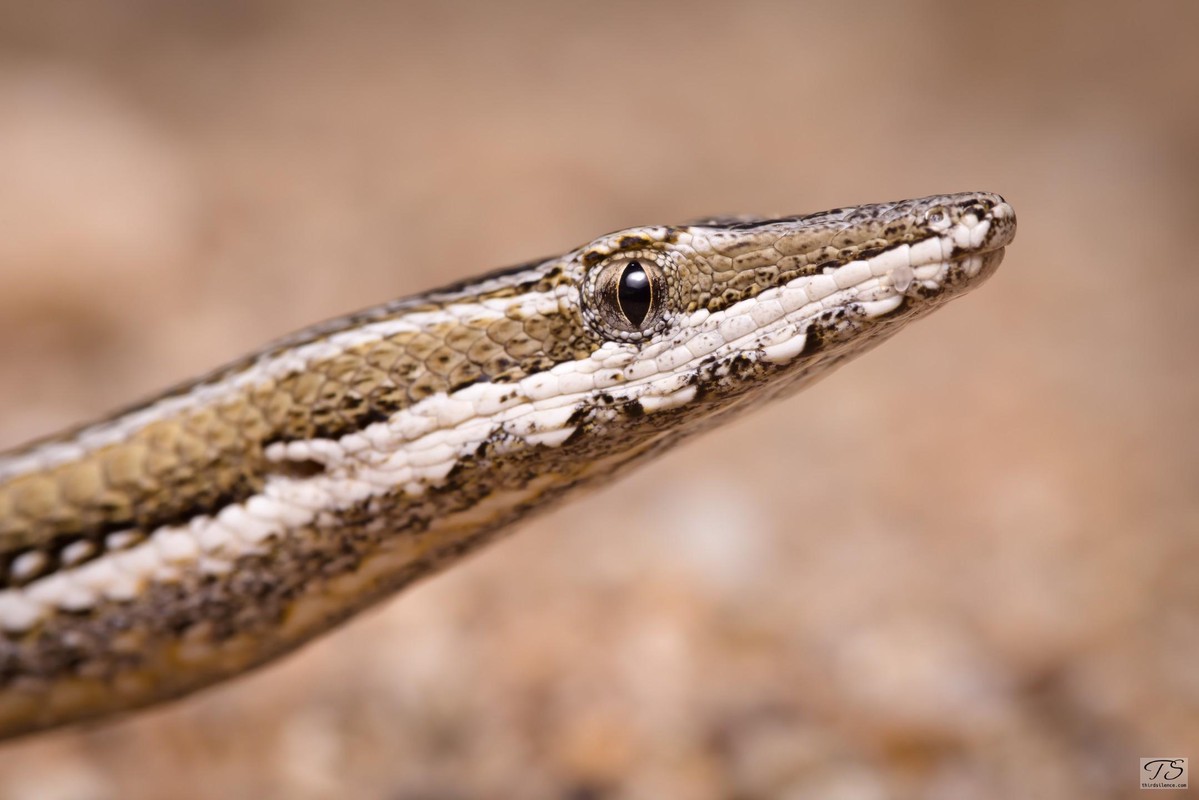 Lialis burtonis, Coward Springs, SA