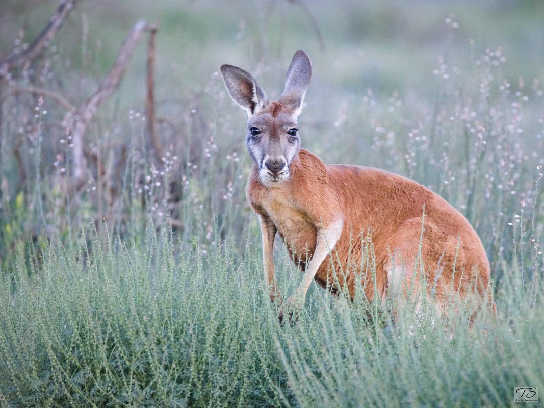Red Roo, Flinders Ranges NP, SA