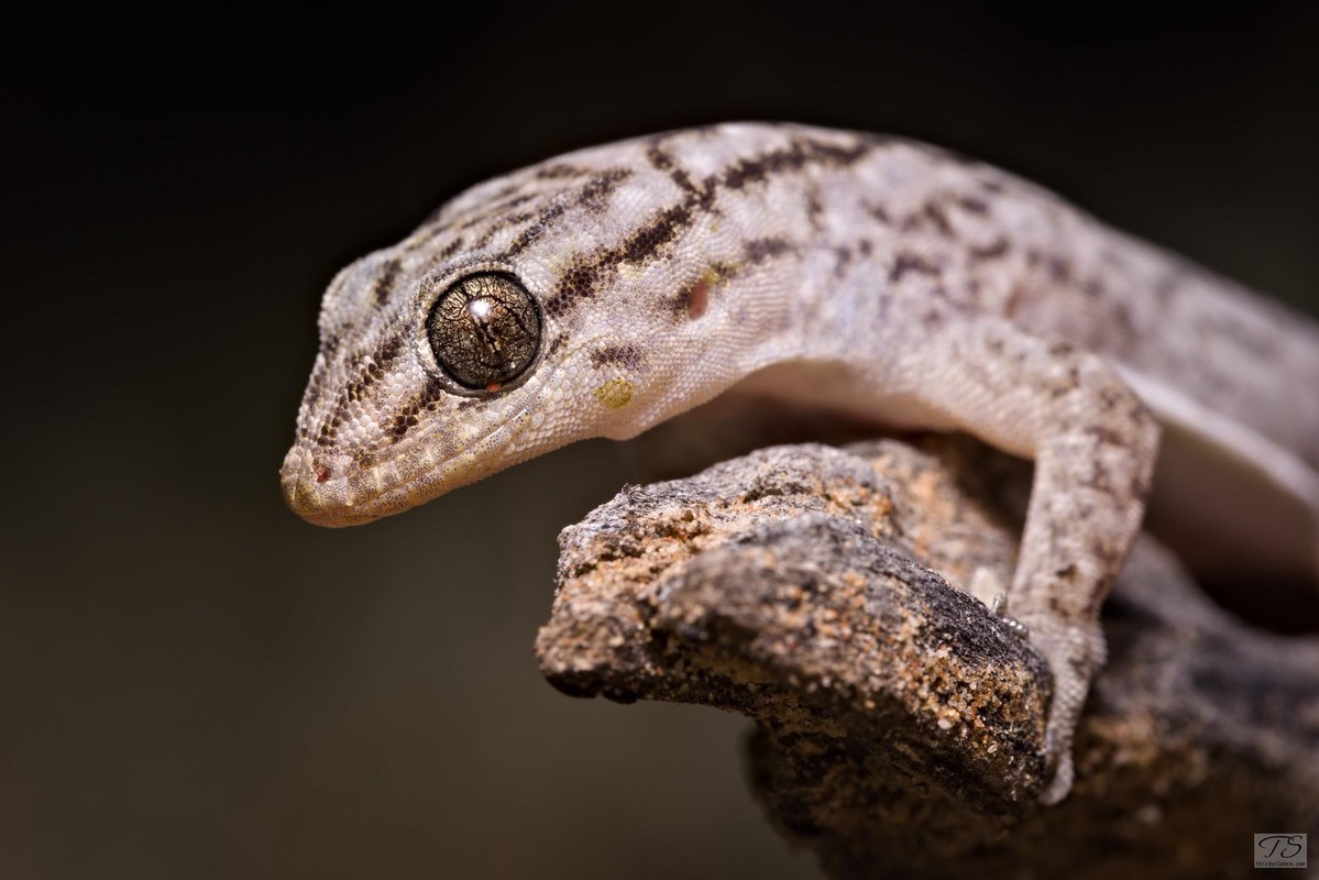 A Gehyra, Menindee NP, NSW