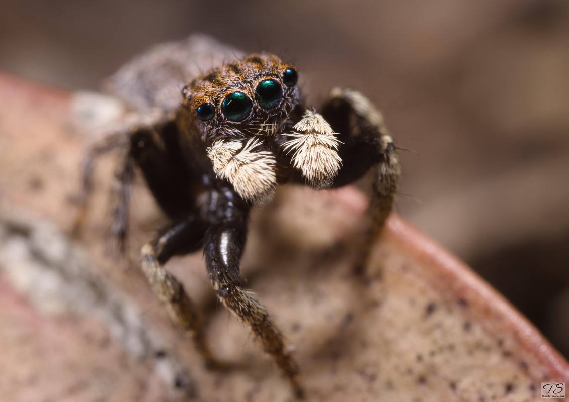 Maratus vespertillo, Mt Taylor, ACT