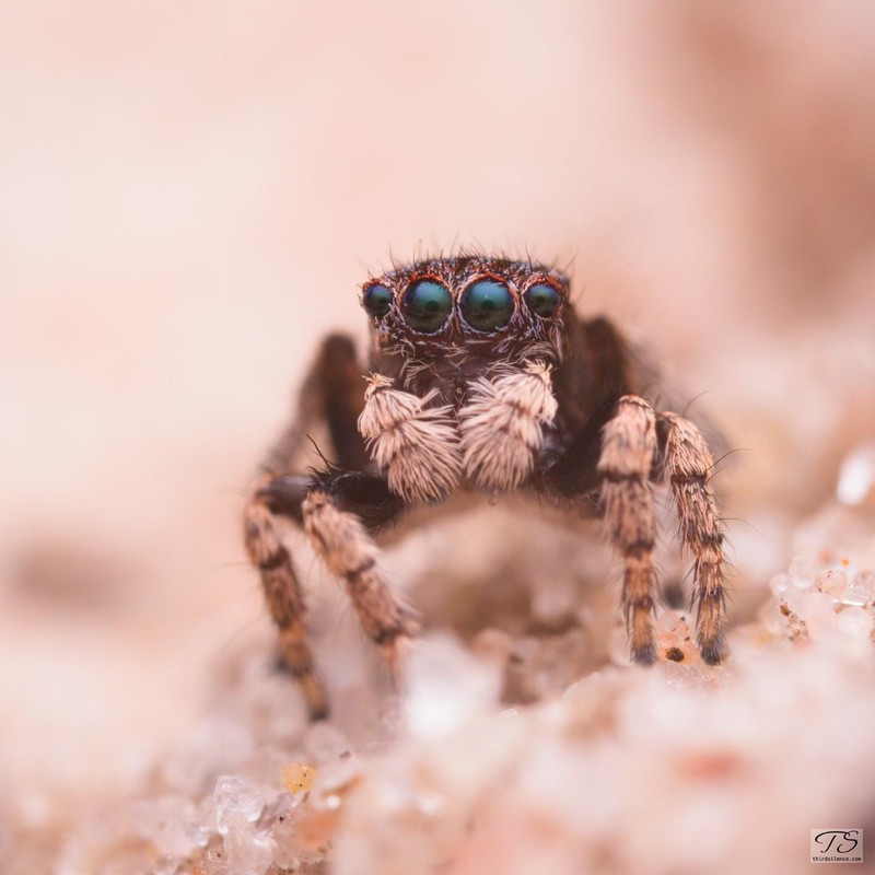 Maratus vespertilio, Little Desert NP, VIC, AU, September 2021