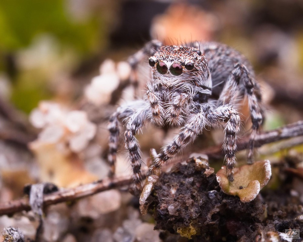 Unidentfied Salticid, Little Desert NP, VIC, AU, September 2021