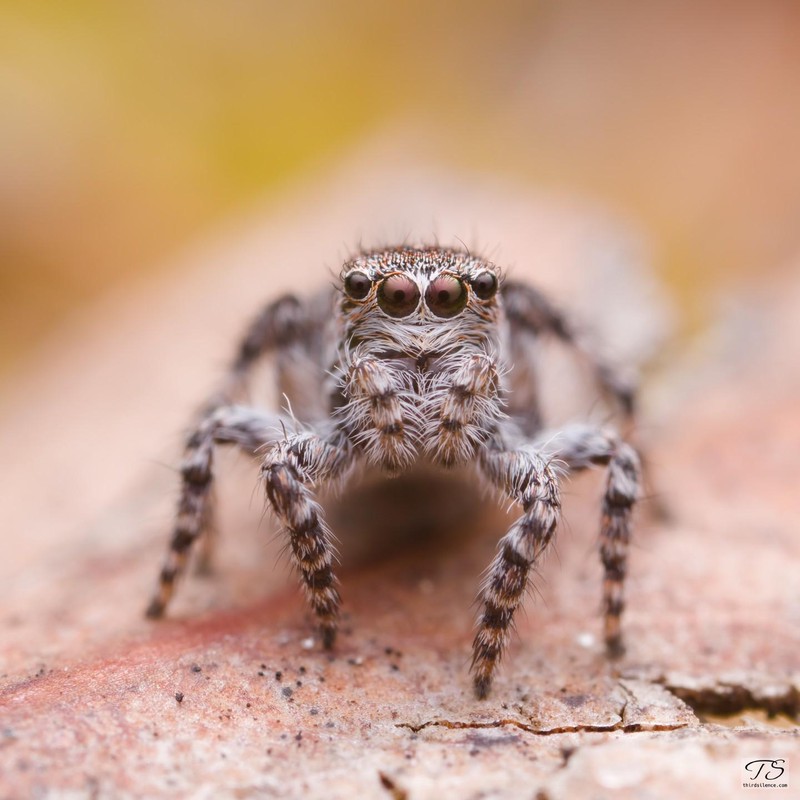 Unidentfied Salticid, Little Desert NP, VIC, AU, September 2021