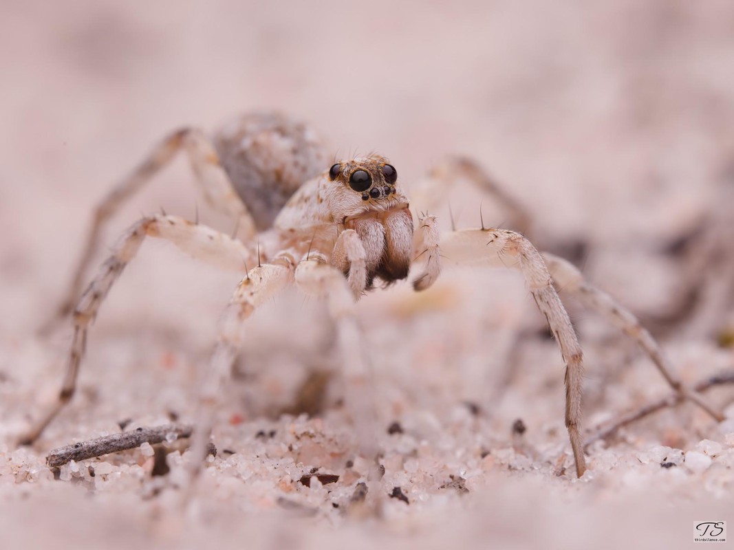 Unidentified Lycosidae, Little Desert NP, VIC, AU, September 2021